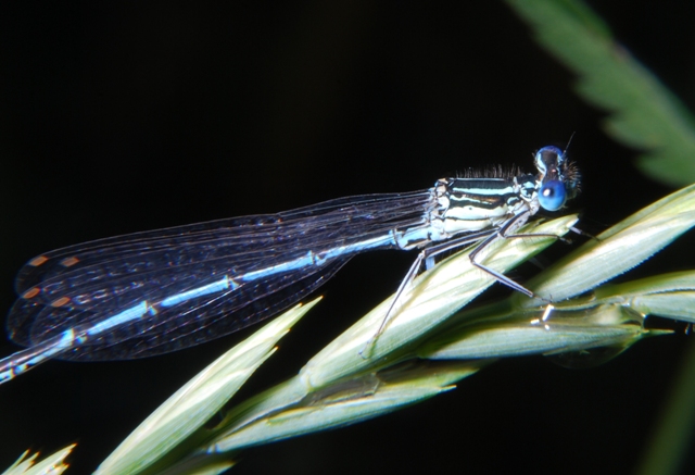 Libellula - Platycnemis pennipes